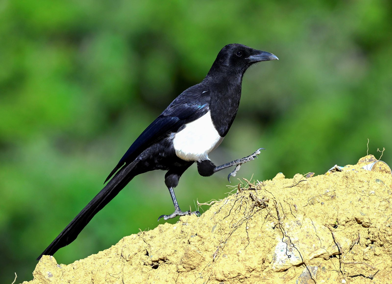Asirekster (Pica asirensis)