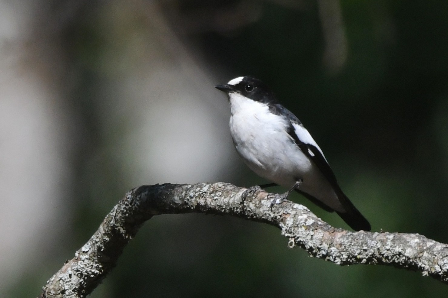 Atlasvliegenvanger (Ficedula speculigera)
