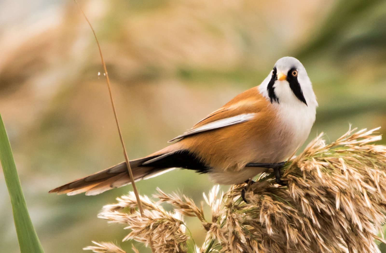 Baardmannetje (Panurus biarmicus)