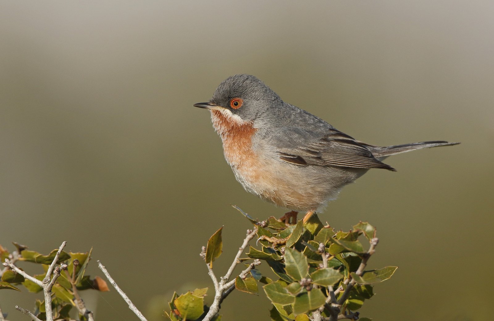 Balkanbaardgrasmus (Curruca cantillans)