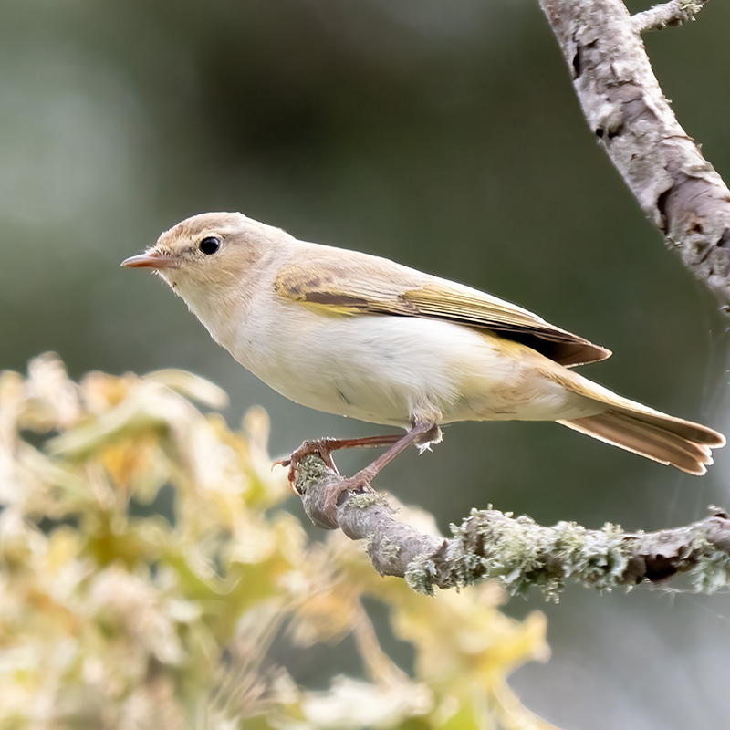 Balkanbergfluiter (Phylloscopus orientalis)