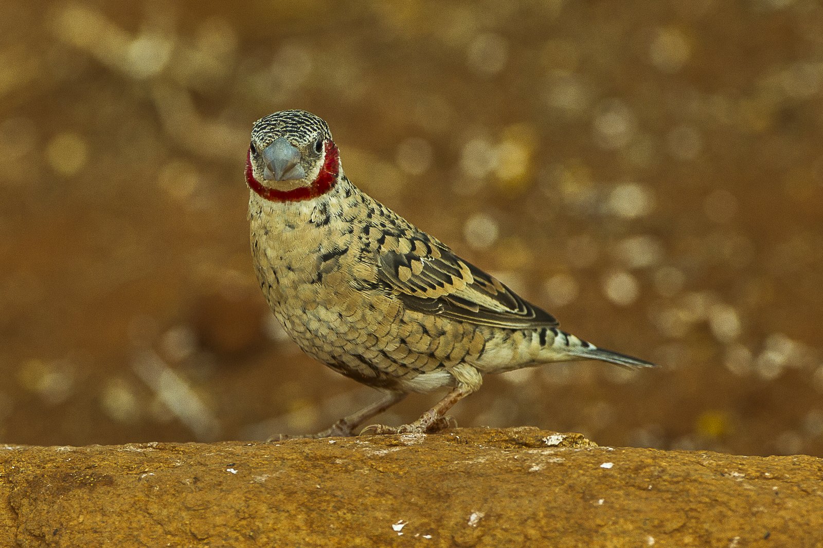 Bandvink (Amadina fasciata)