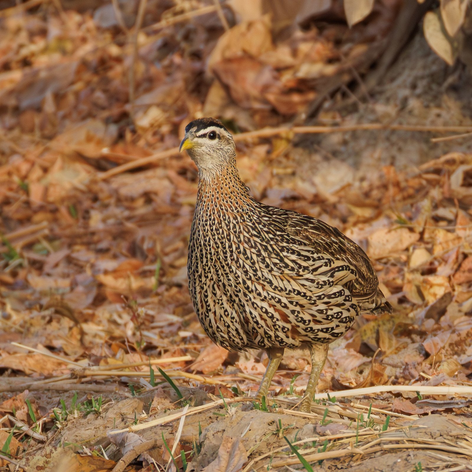Barbarijse frankolijn (Pternistis bicalcaratus)