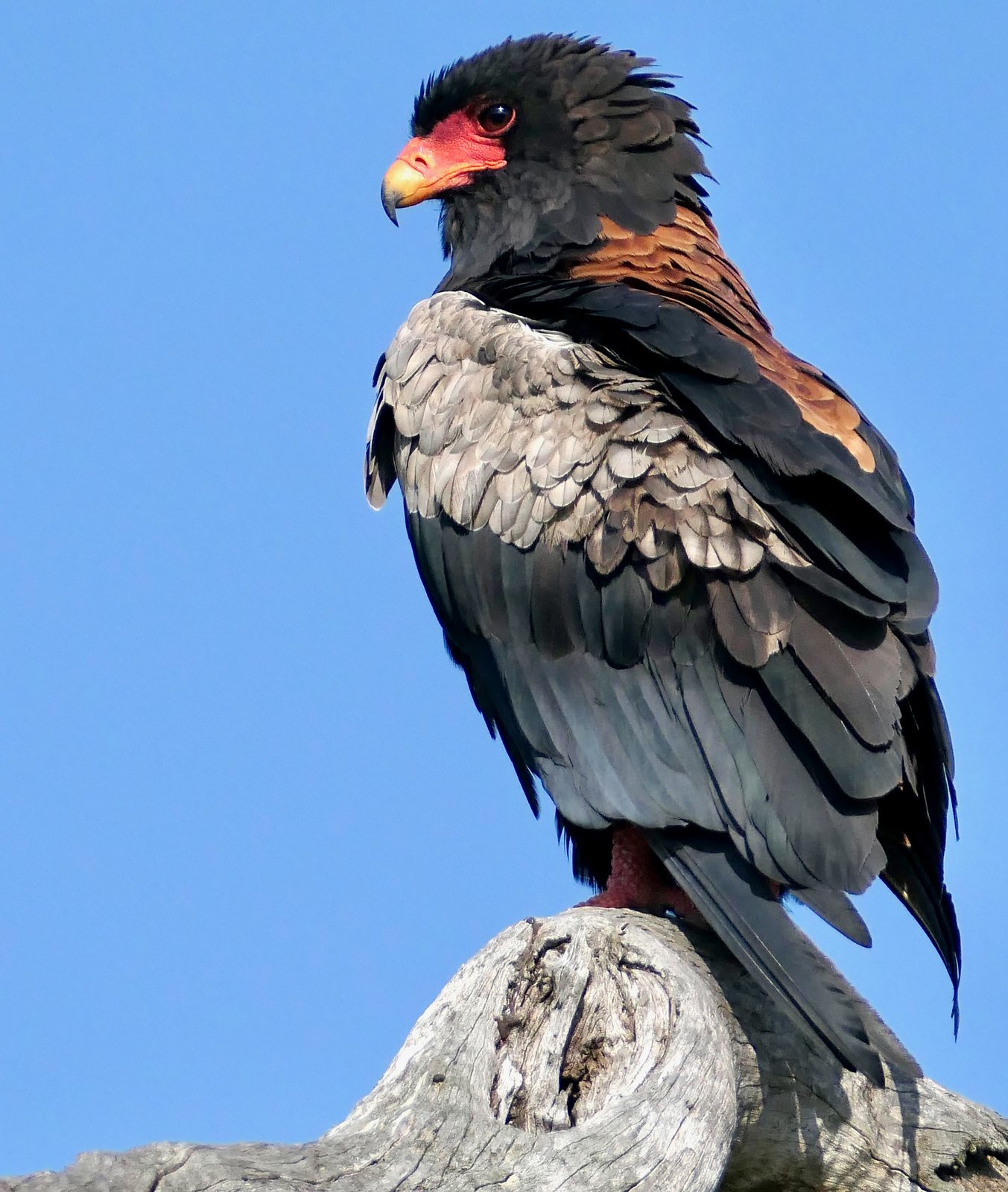 Bateleur (Terathopius ecaudatus)