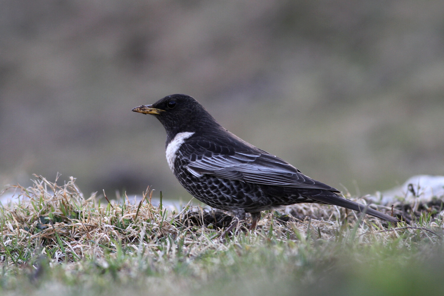 Beflijster (Turdus torquatus)