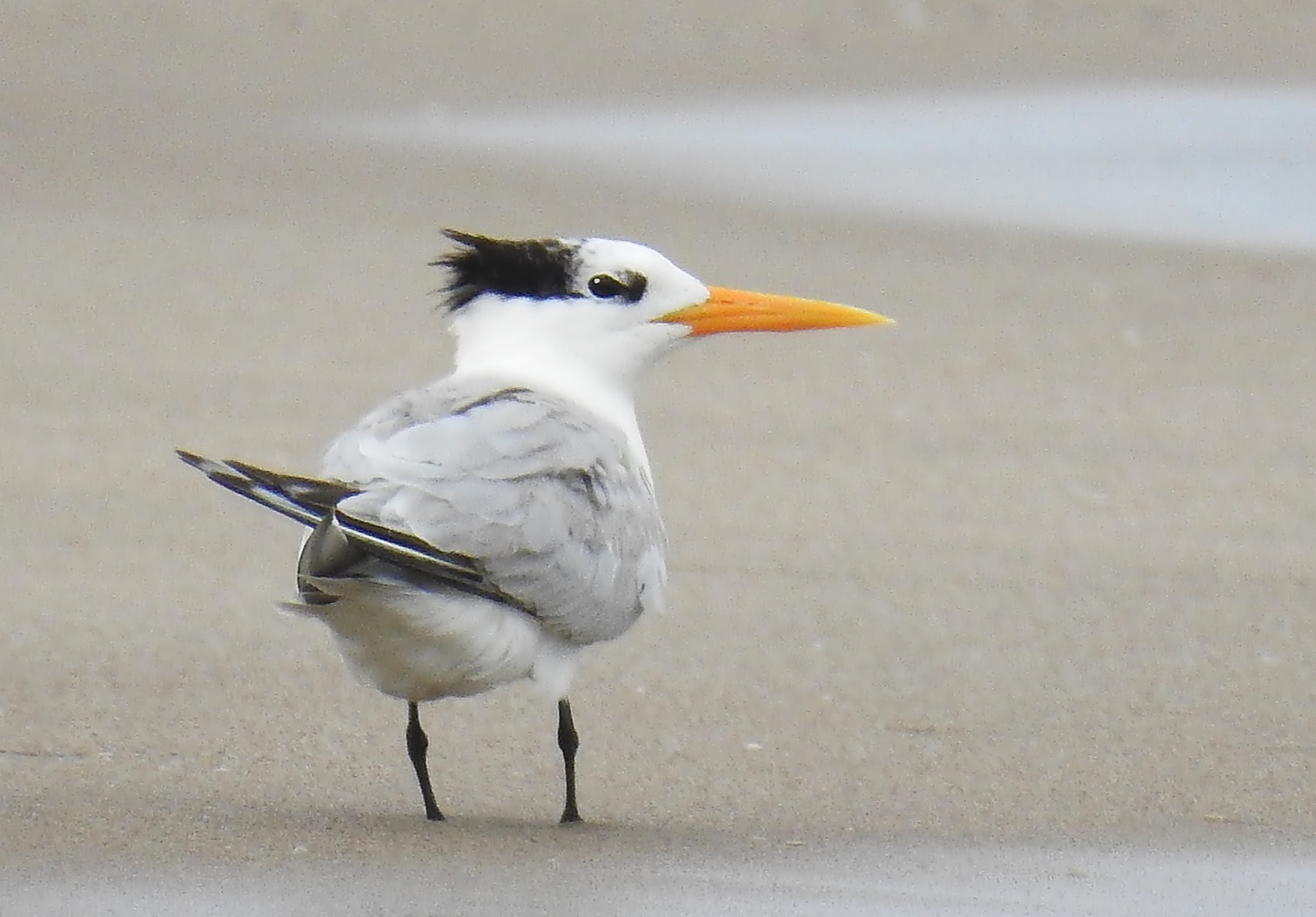 Bengaalse stern (Thalasseus bengalensis)
