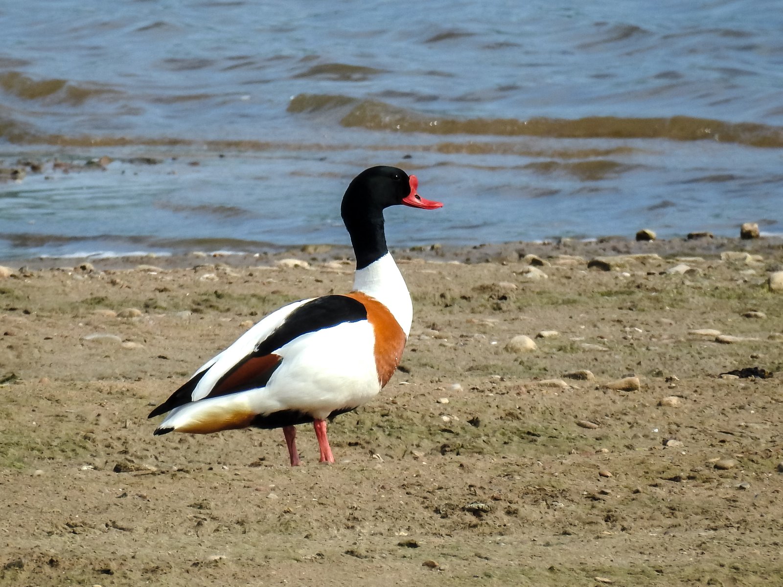 Bergeend (Tadorna tadorna)