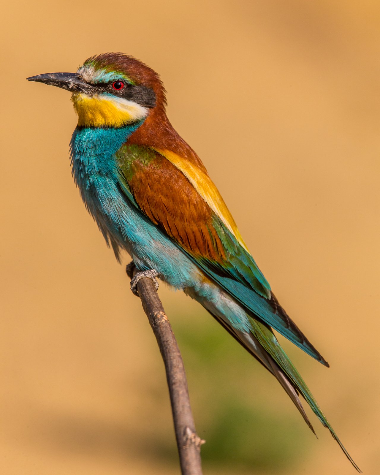 Bijeneter (Merops apiaster)
