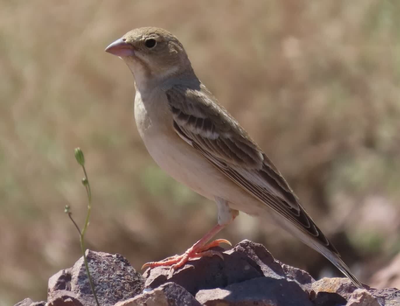 Bleke rotsmus (Carpospiza brachydactyla)