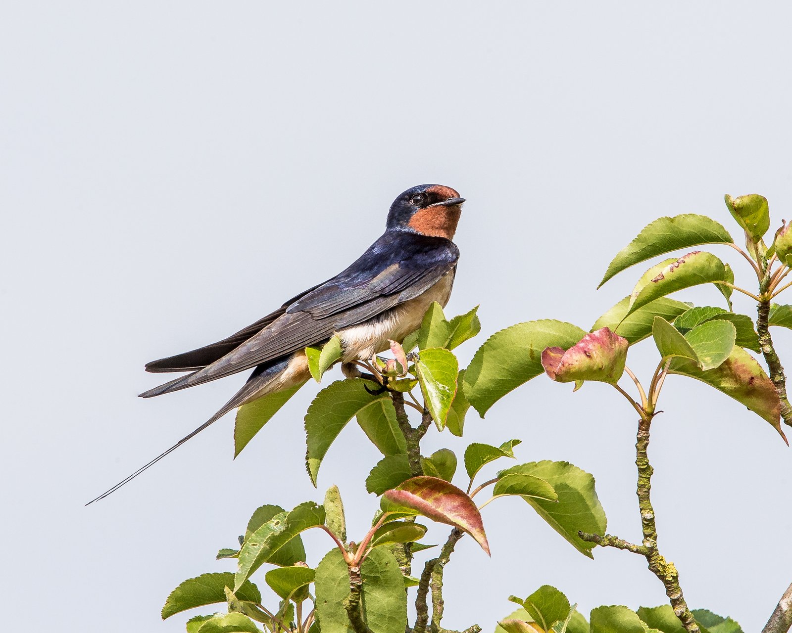 Boerenzwaluw (Hirundo rustica)