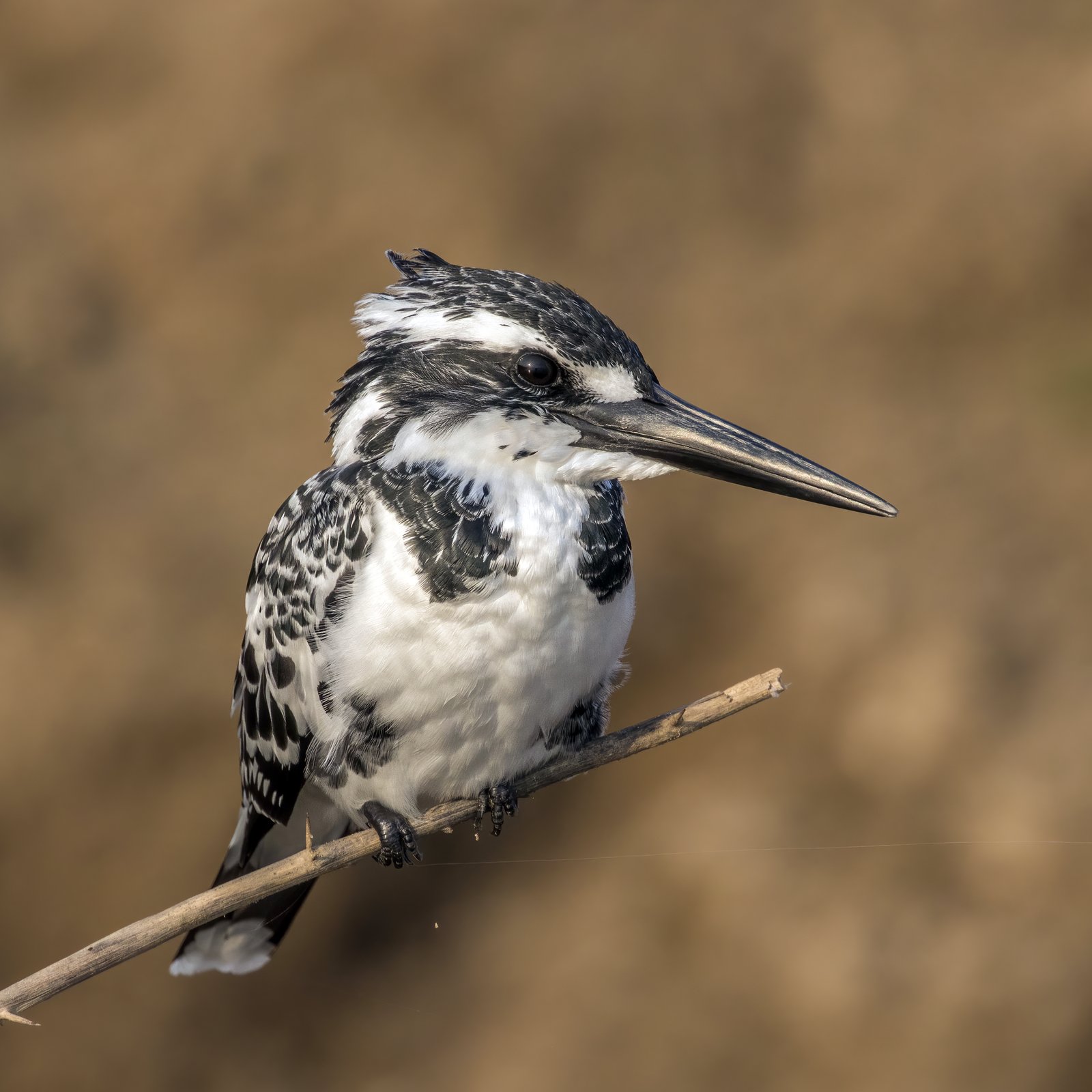 Bonte ijsvogel (Ceryle rudis)