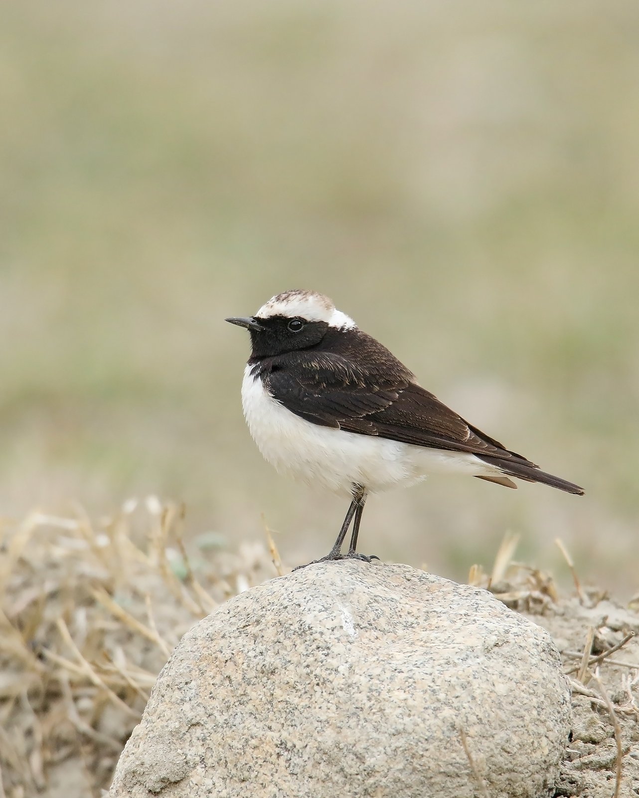 Bonte tapuit (Oenanthe pleschanka)