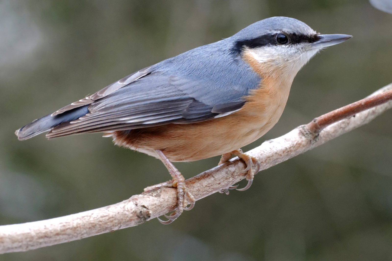Boomklever (Sitta europaea)