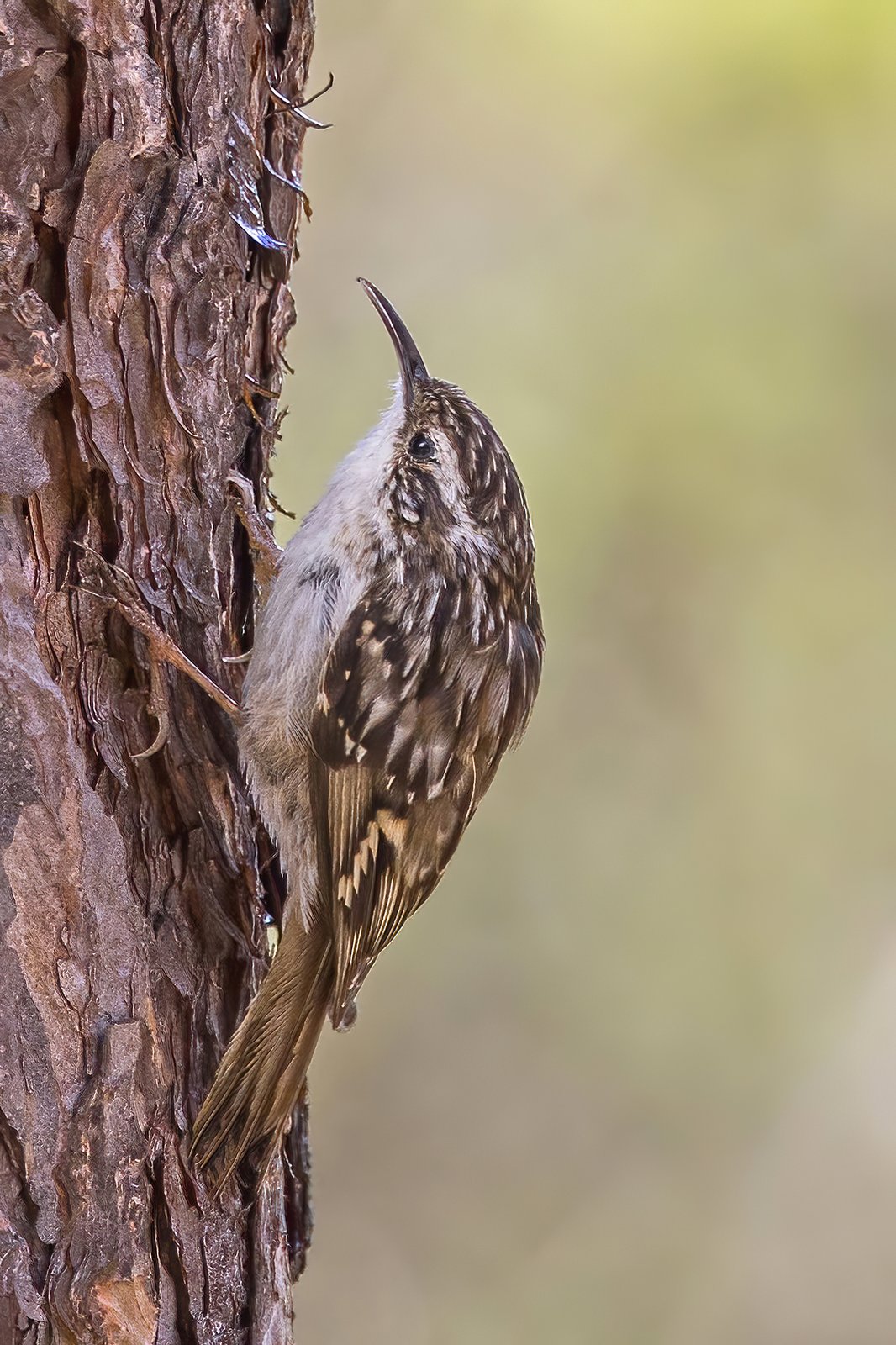 Boomkruiper (Certhia brachydactyla)