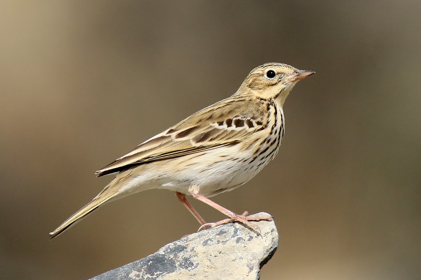 Boompieper (Anthus trivialis)