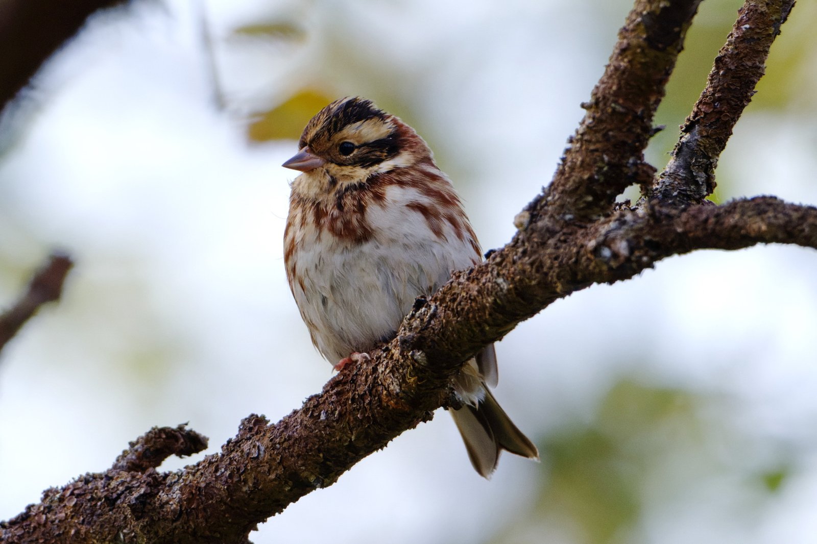 Bosgors (Emberiza rustica)