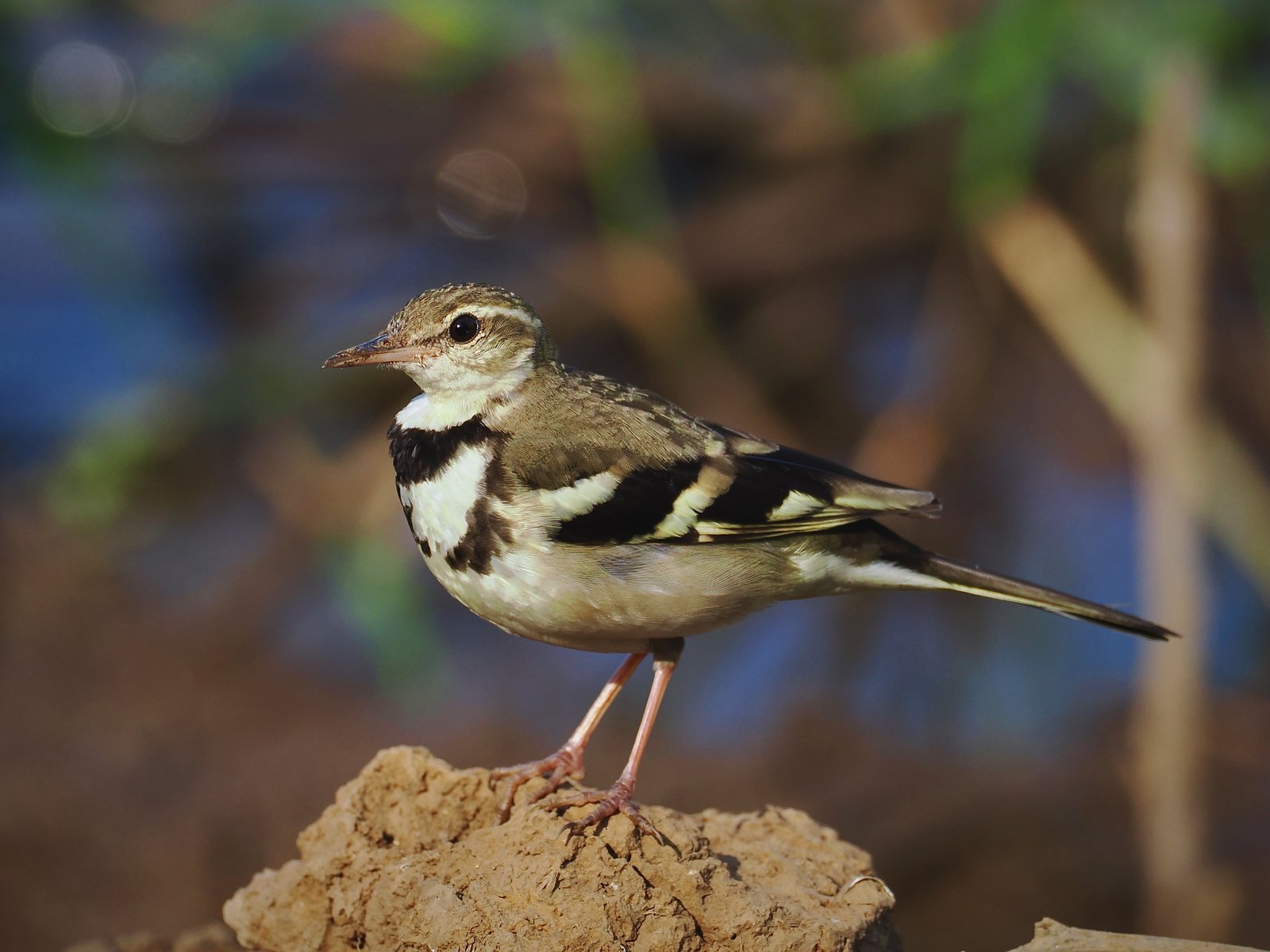 Boskwikstaart (Dendronanthus indicus)