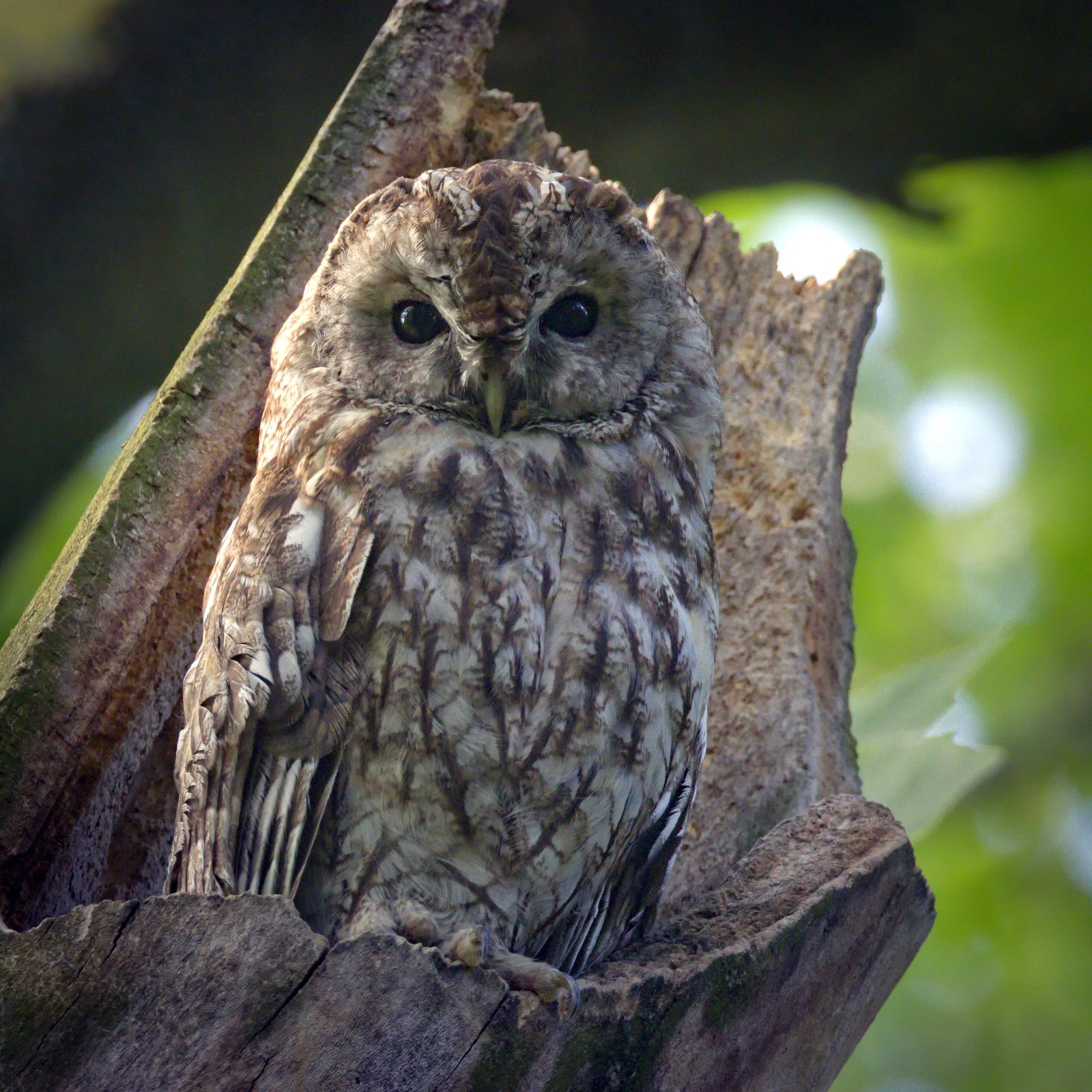 Bosuil (Strix aluco)