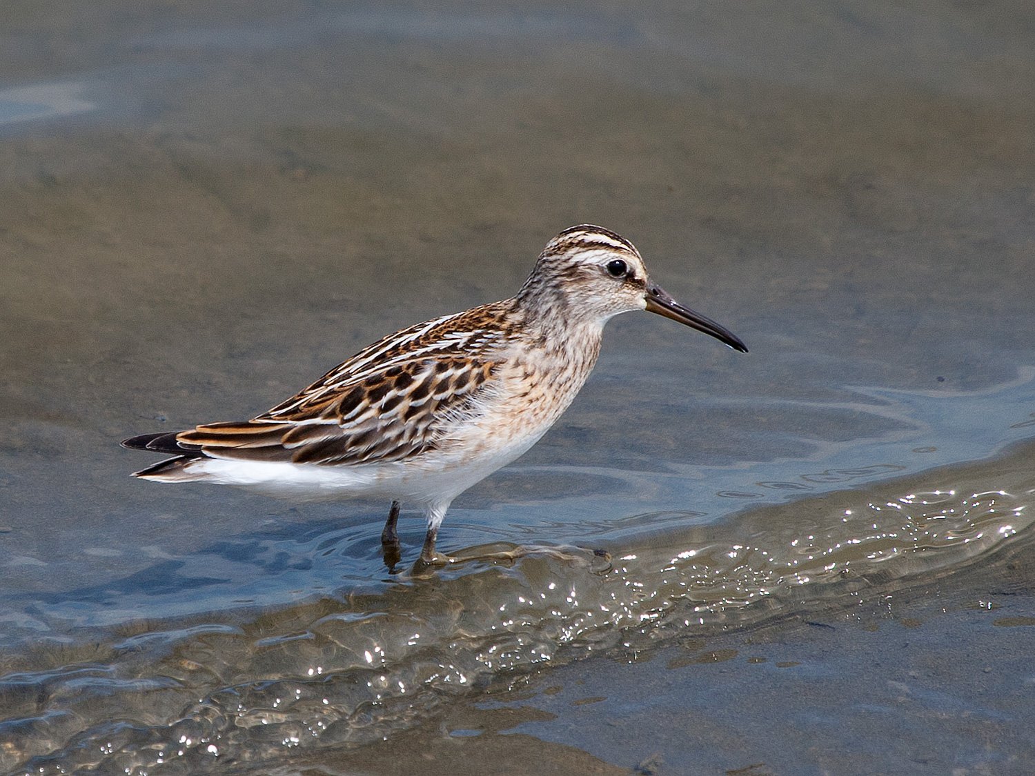 Breedbekstrandloper (Calidris falcinellus)