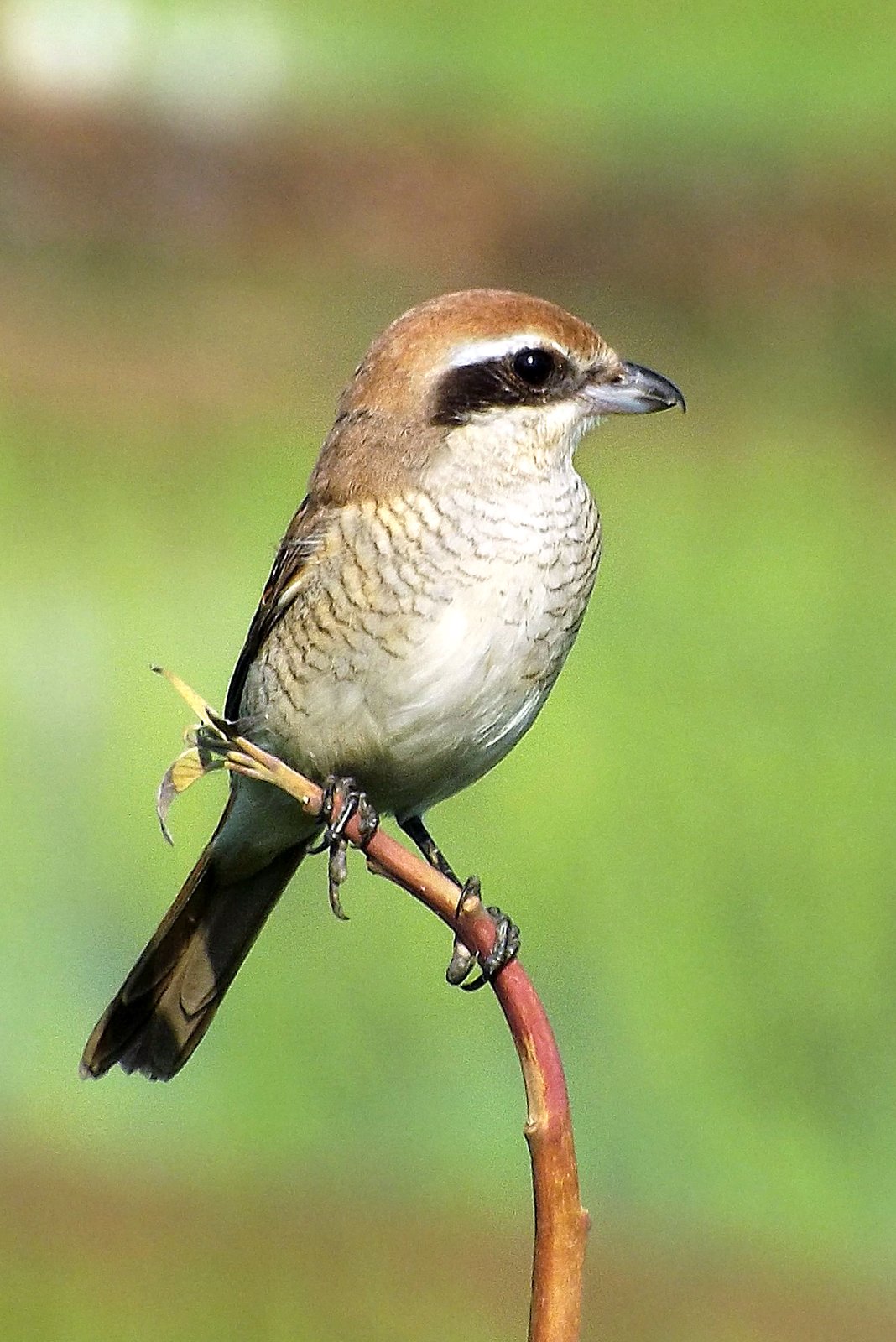 Bruine klauwier (Lanius cristatus)