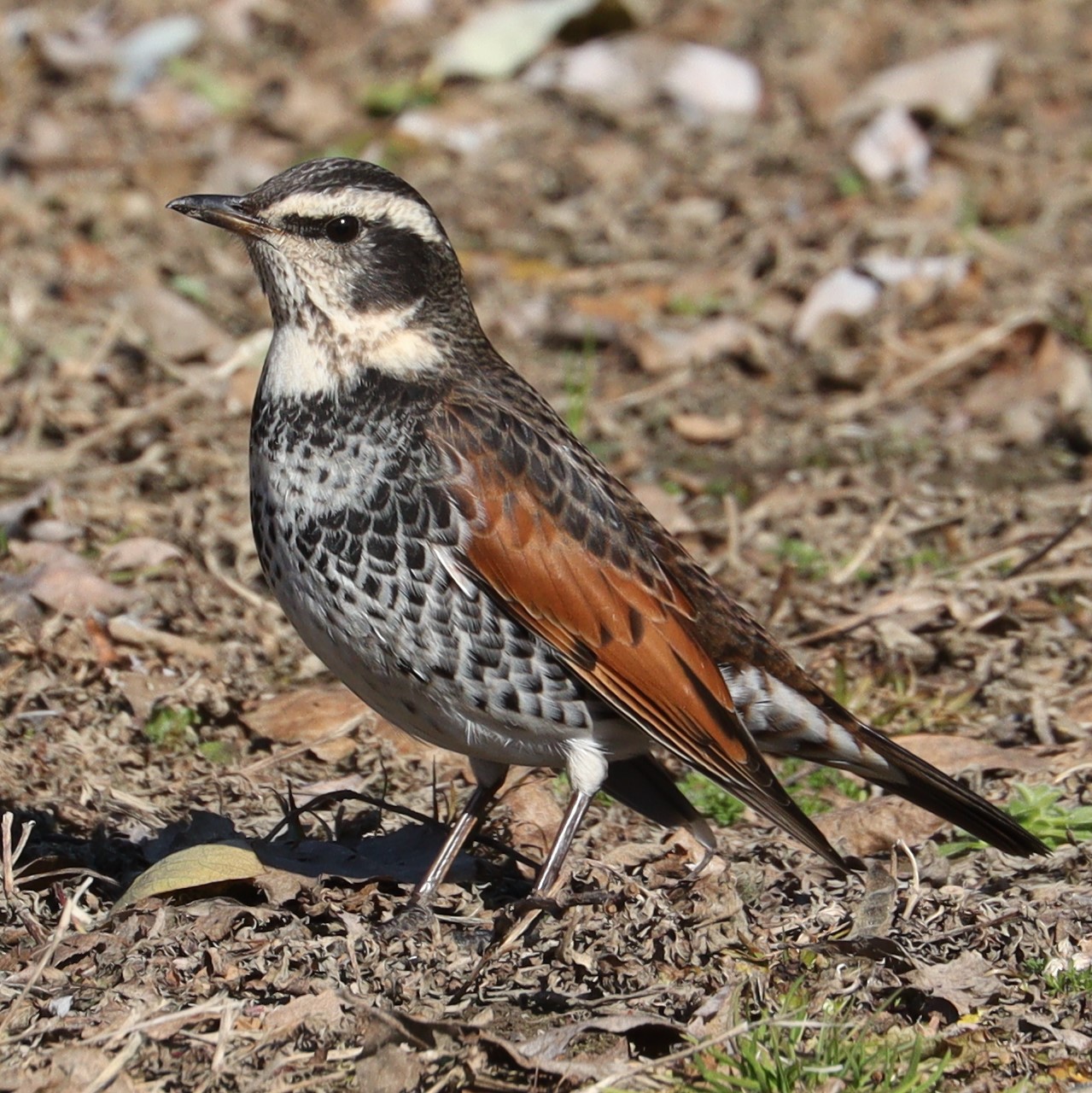 Bruine lijster (Turdus eunomus)