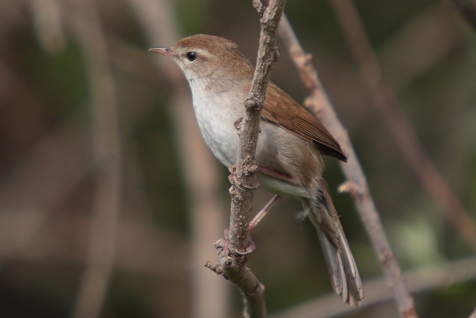 Cetti's zanger (Cettia cetti)