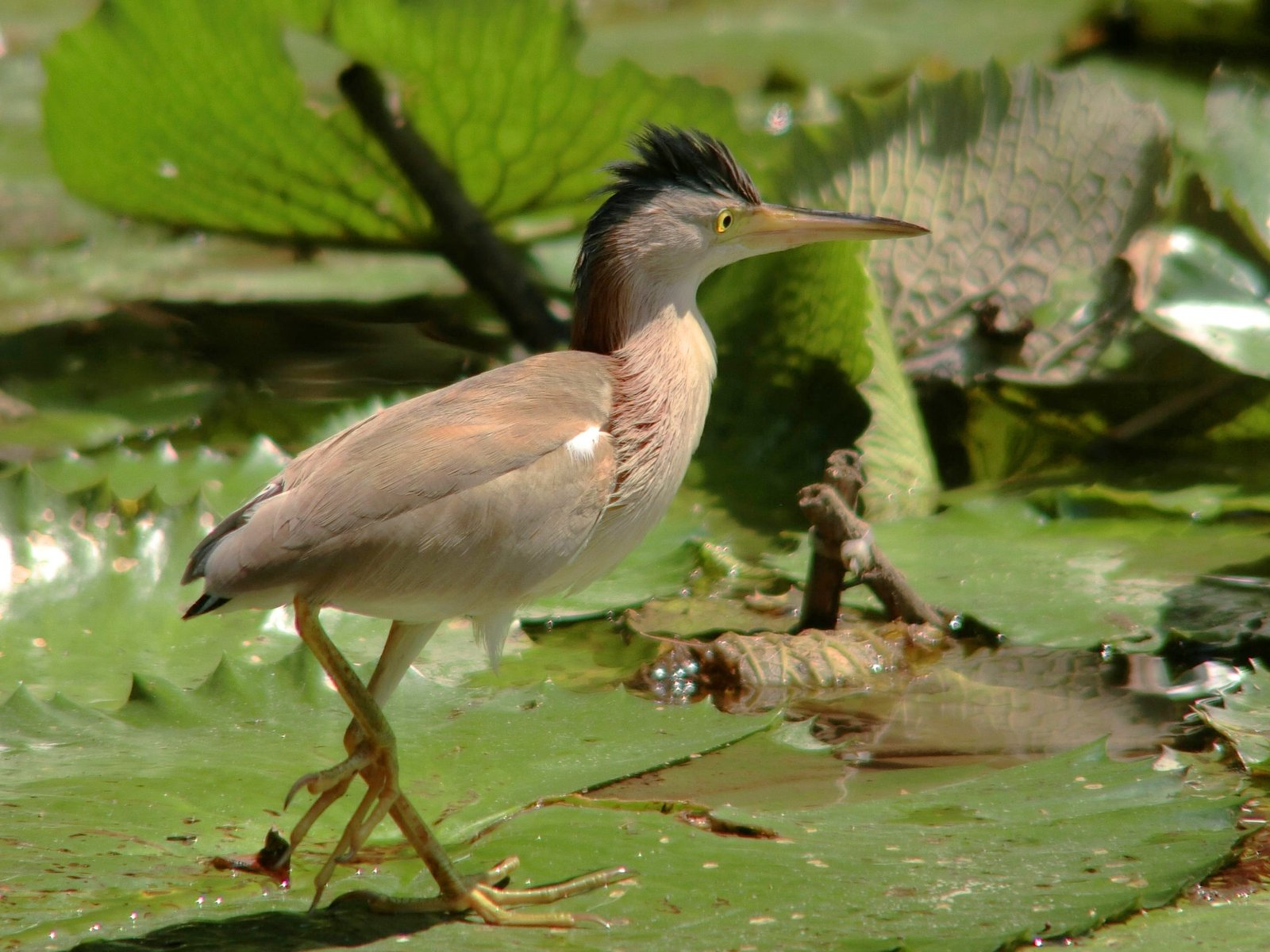 Chinese woudaap (Botaurus sinensis)