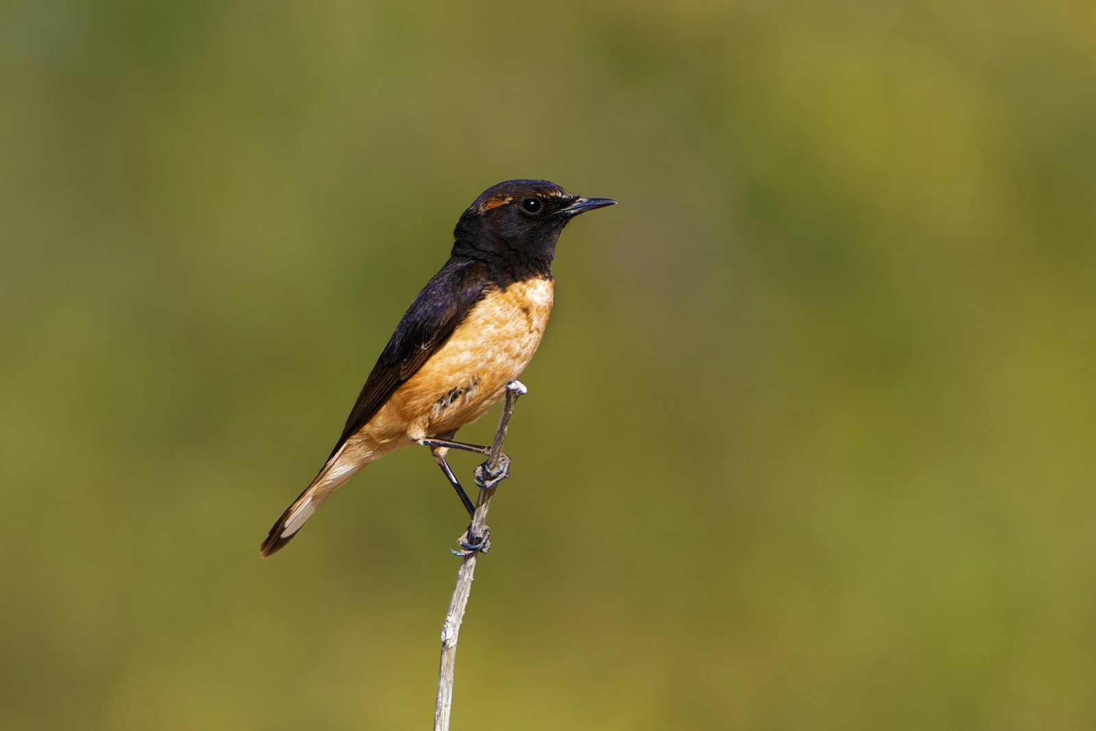 Cyprustapuit (Oenanthe cypriaca)