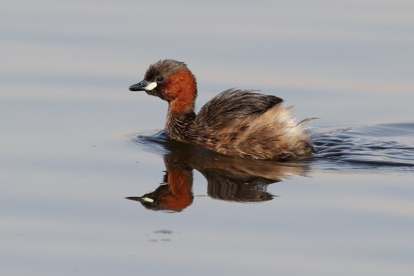Dodaars (Tachybaptus ruficollis)