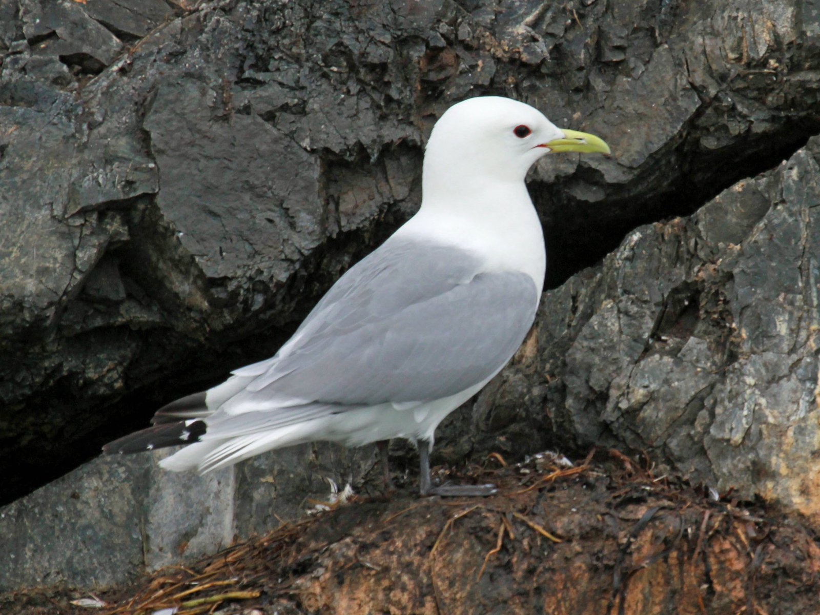 Drieteenmeeuw (Rissa tridactyla)
