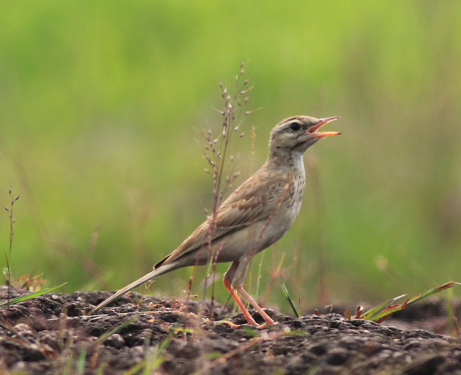 Duinpieper (Anthus campestris)