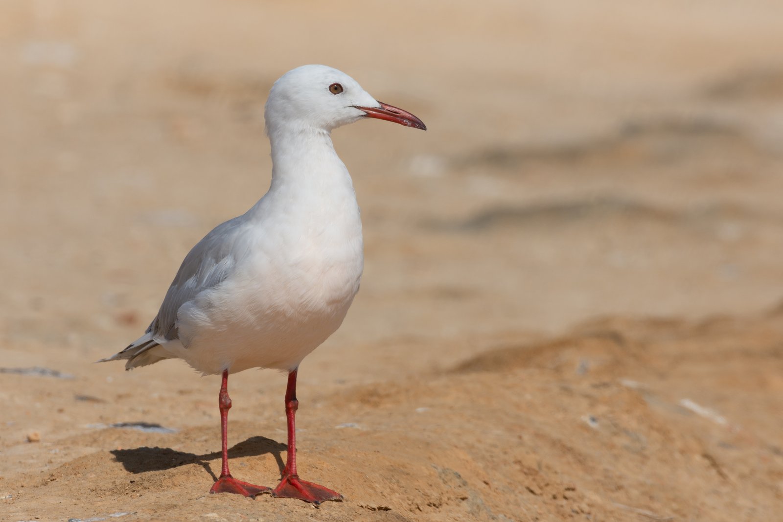 Dunbekmeeuw (Chroicocephalus genei)