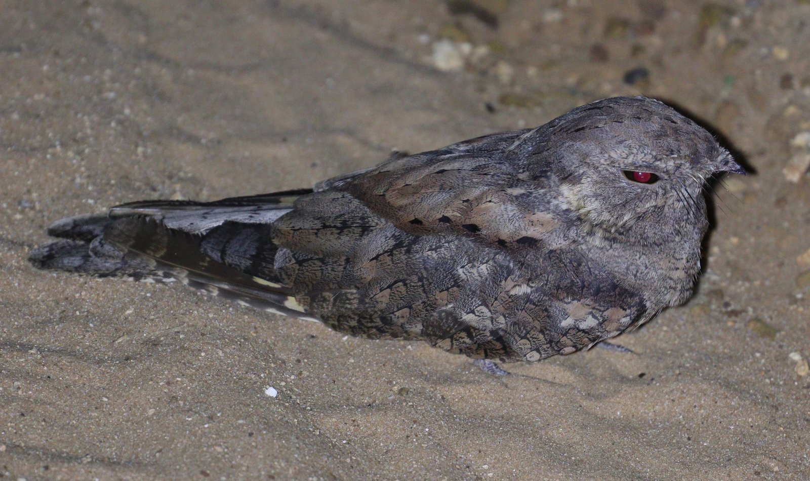 Effen nachtzwaluw (Caprimulgus inornatus)