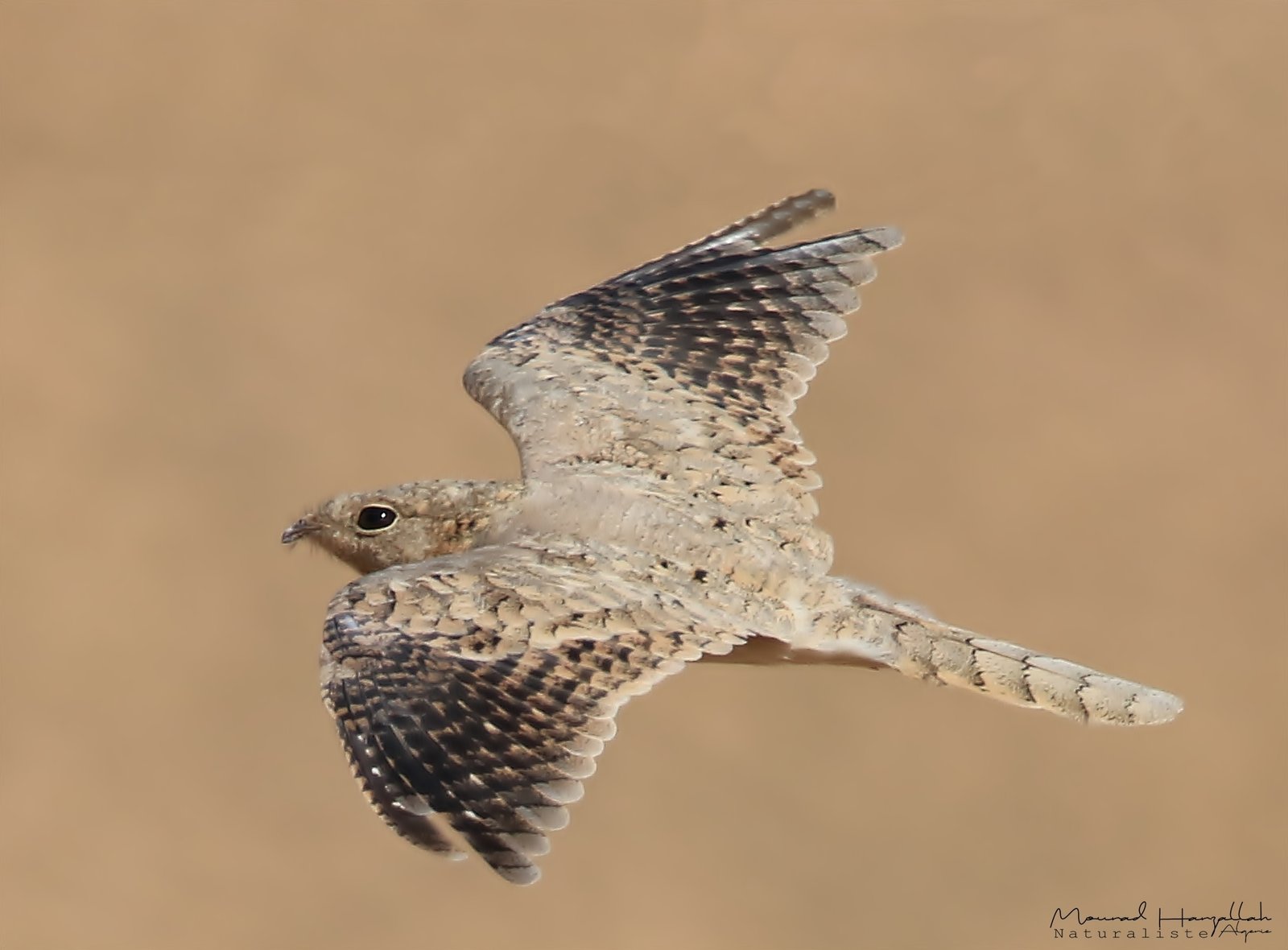 Egyptische nachtzwaluw (Caprimulgus aegyptius)