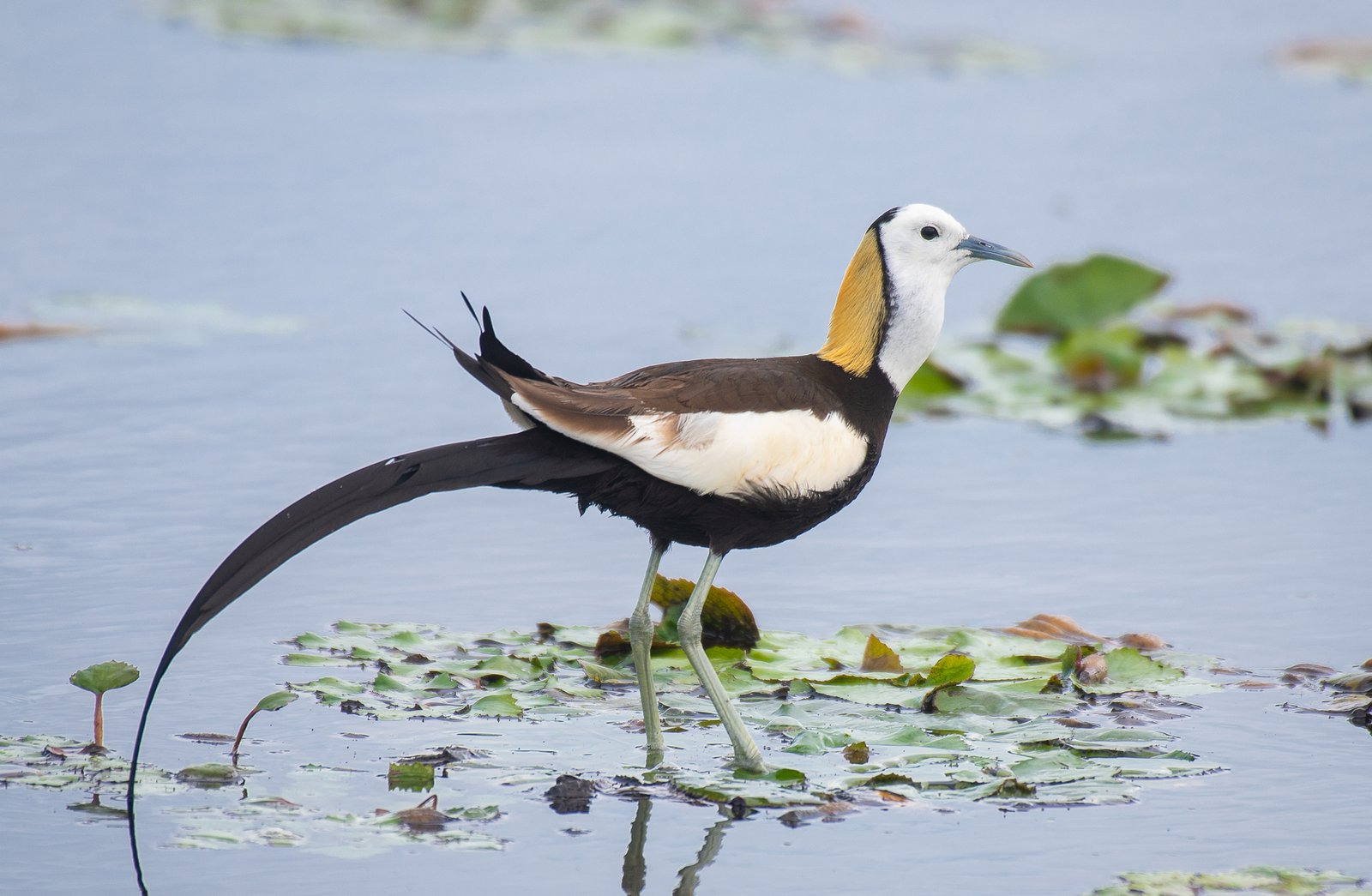 Fazantstaartjacana (Hydrophasianus chirurgus)