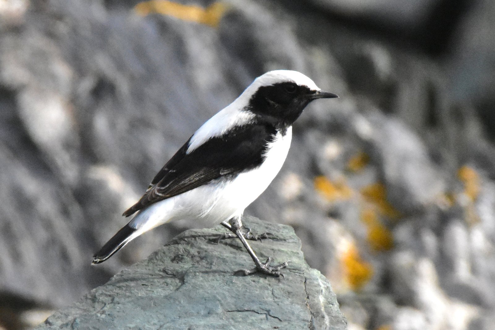 Finsch' tapuit (Oenanthe finschii)