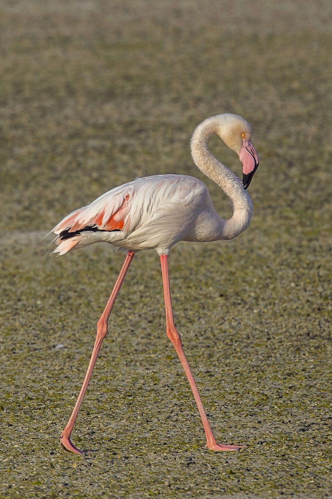 Flamingo (Phoenicopterus roseus)