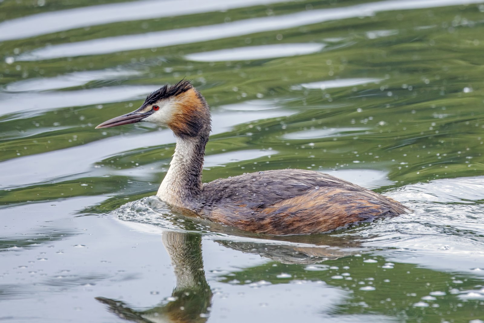 Fuut (Podiceps cristatus)