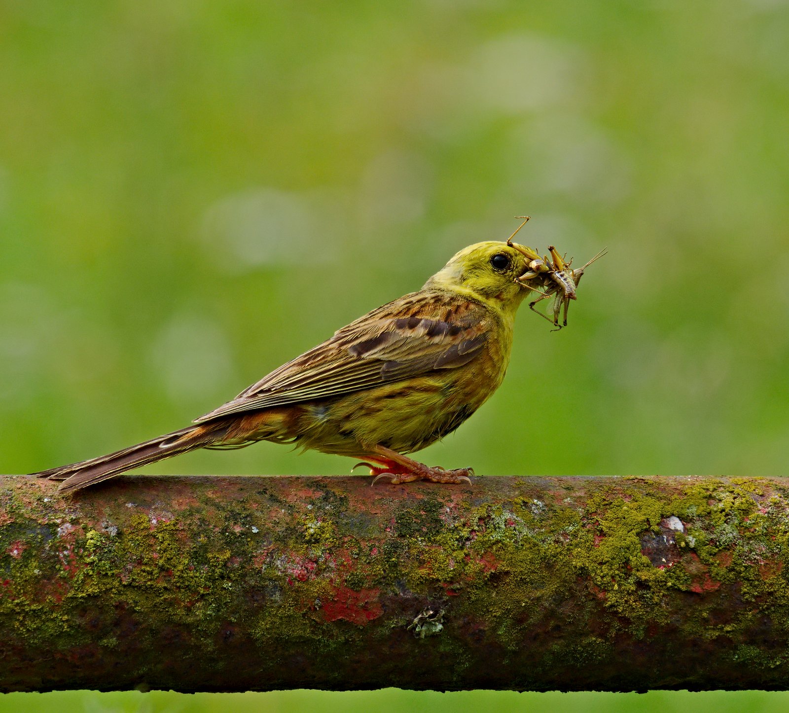 Geelgors (Emberiza citrinella)