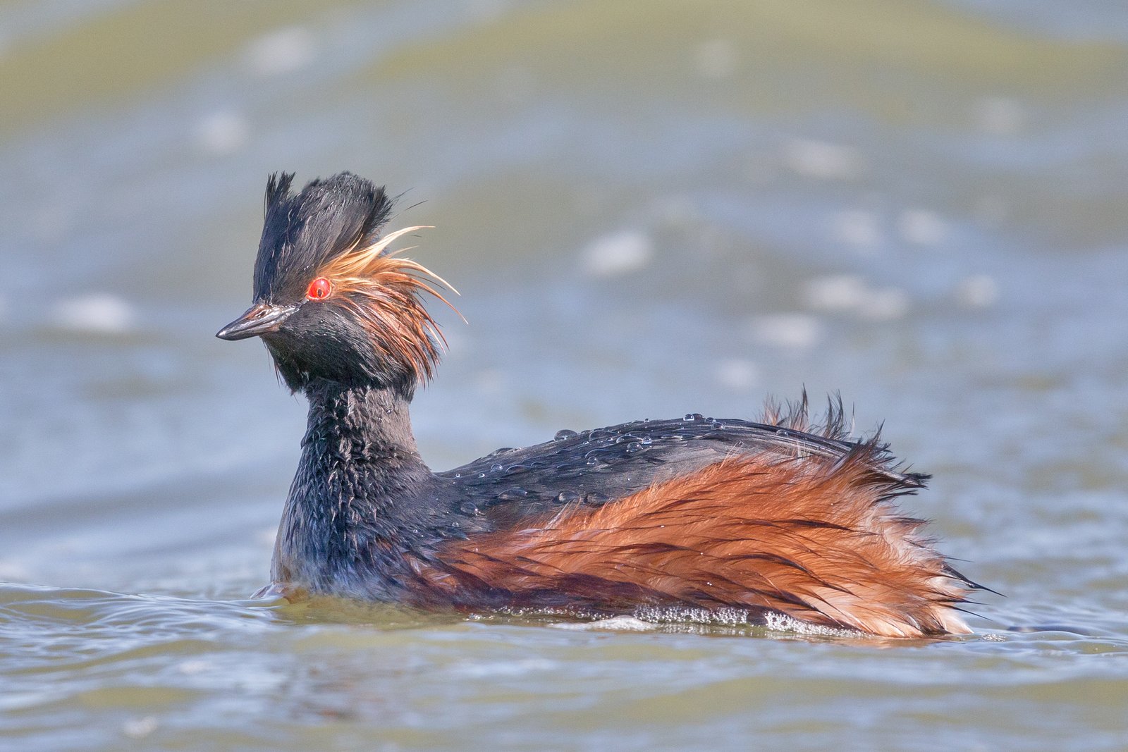 Geoorde fuut (Podiceps nigricollis)