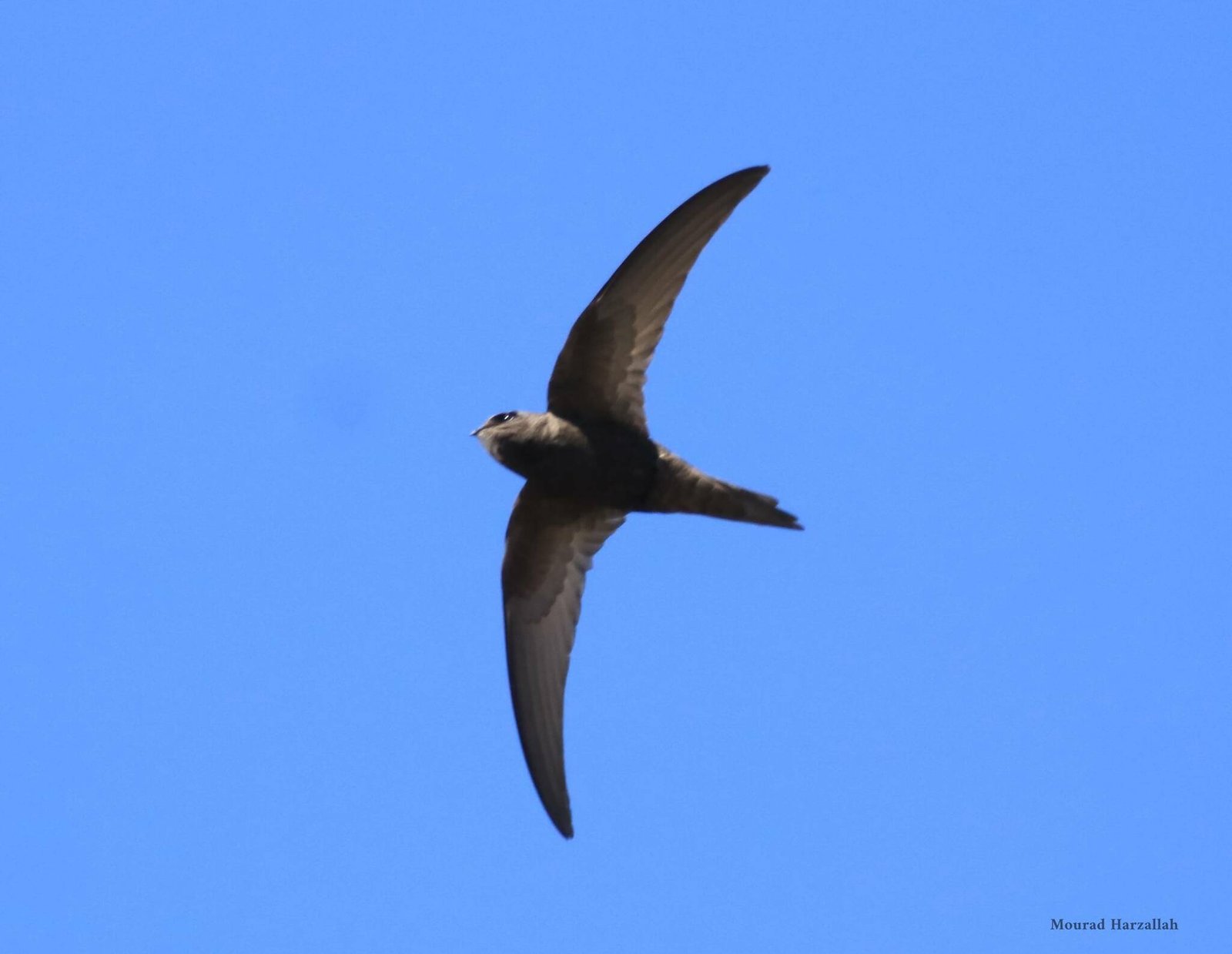 Gierzwaluw (Apus apus)
