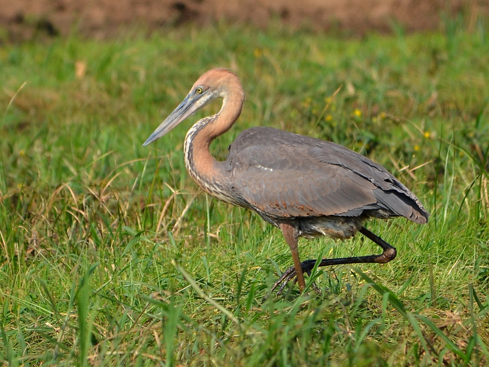 Goliathreiger (Ardea goliath)