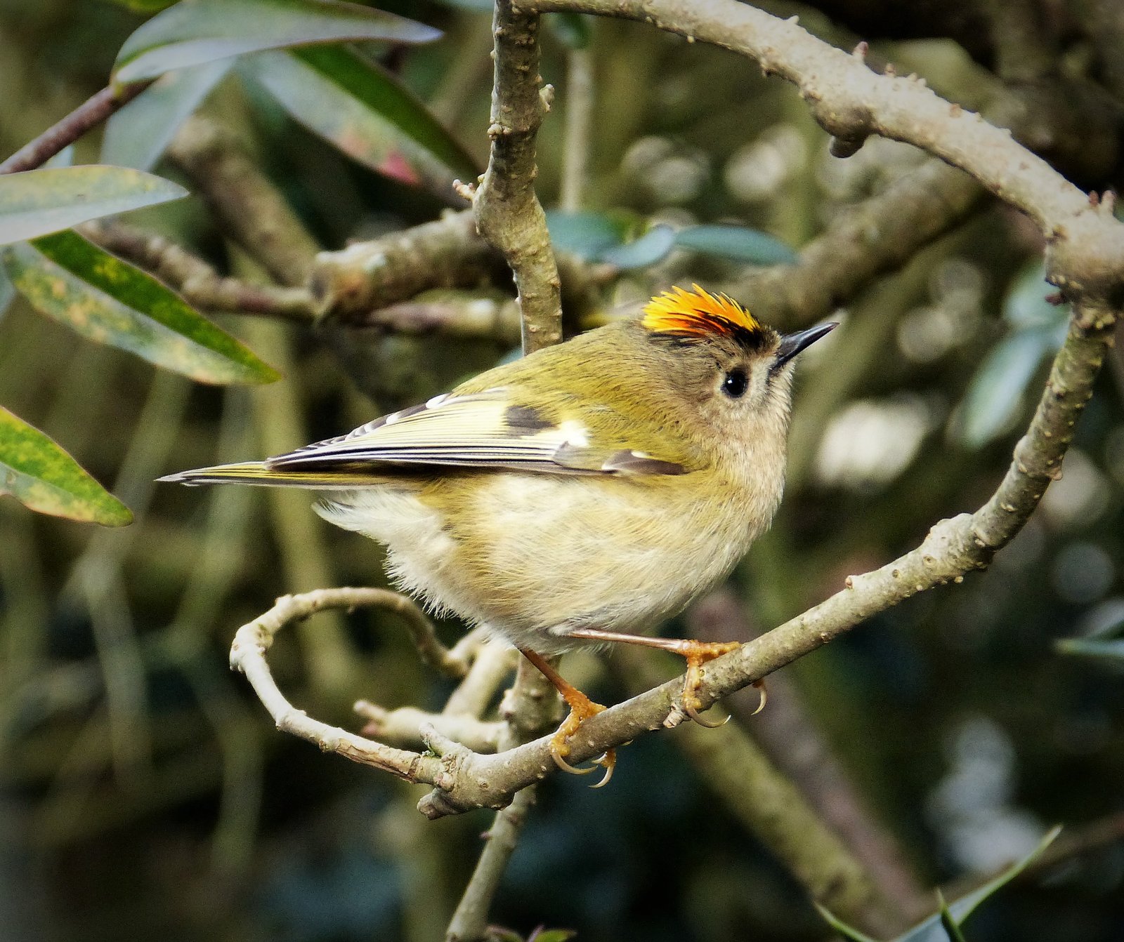 Goudhaantje (Regulus regulus)