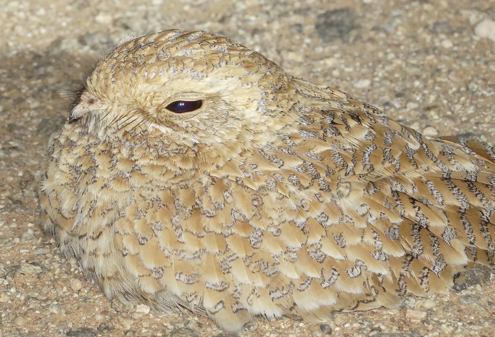 Goudnachtzwaluw (Caprimulgus eximius)