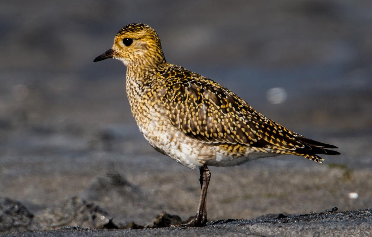 Goudplevier (Pluvialis apricaria)