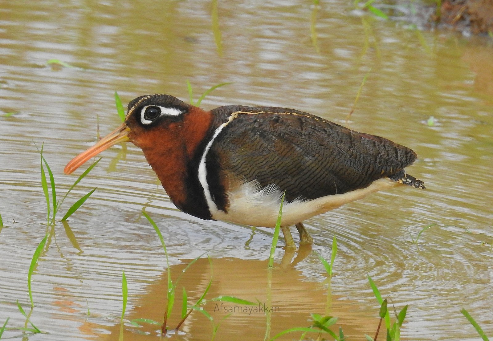 Goudsnip (Rostratula benghalensis)