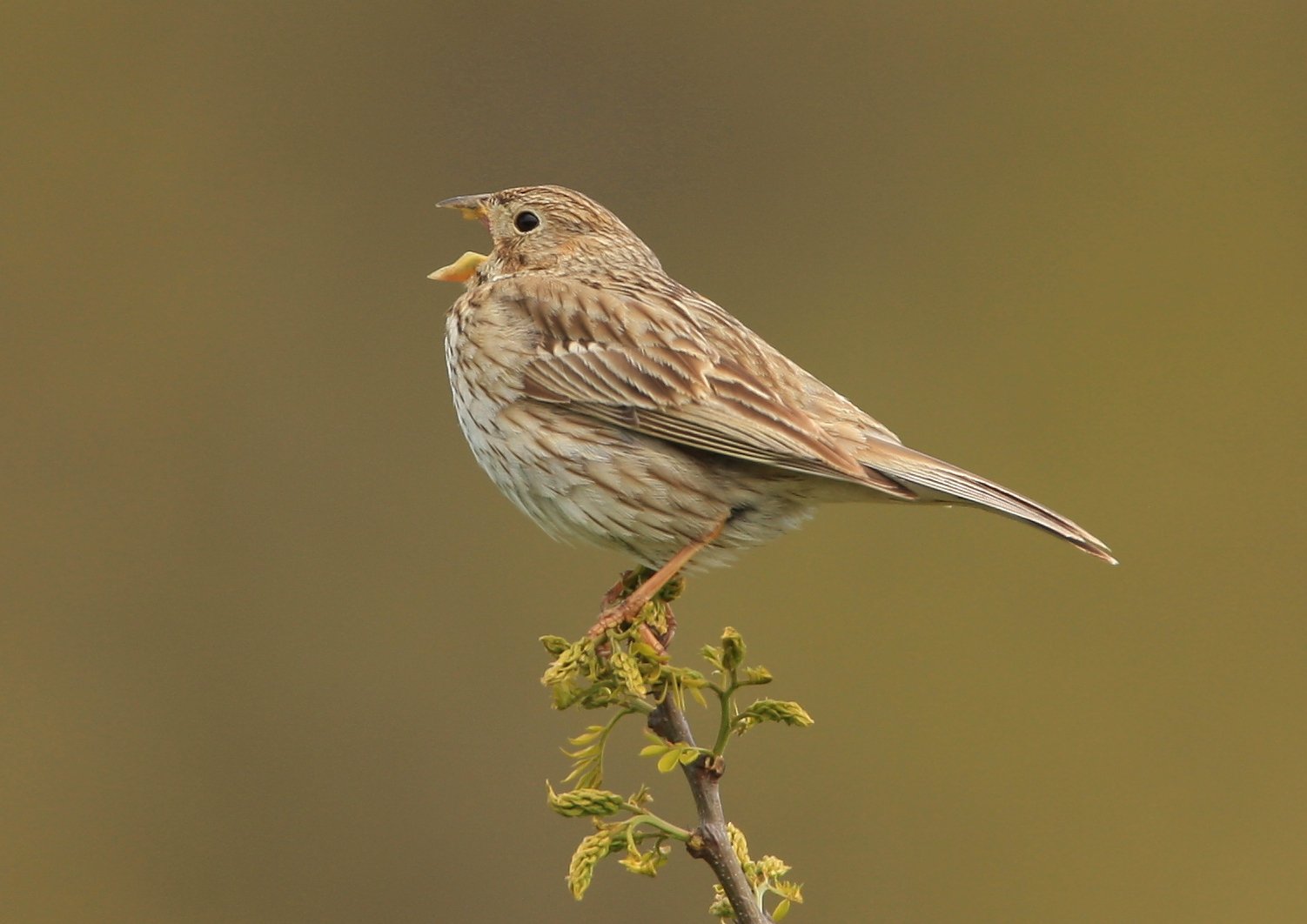 Grauwe gors (Emberiza calandra)