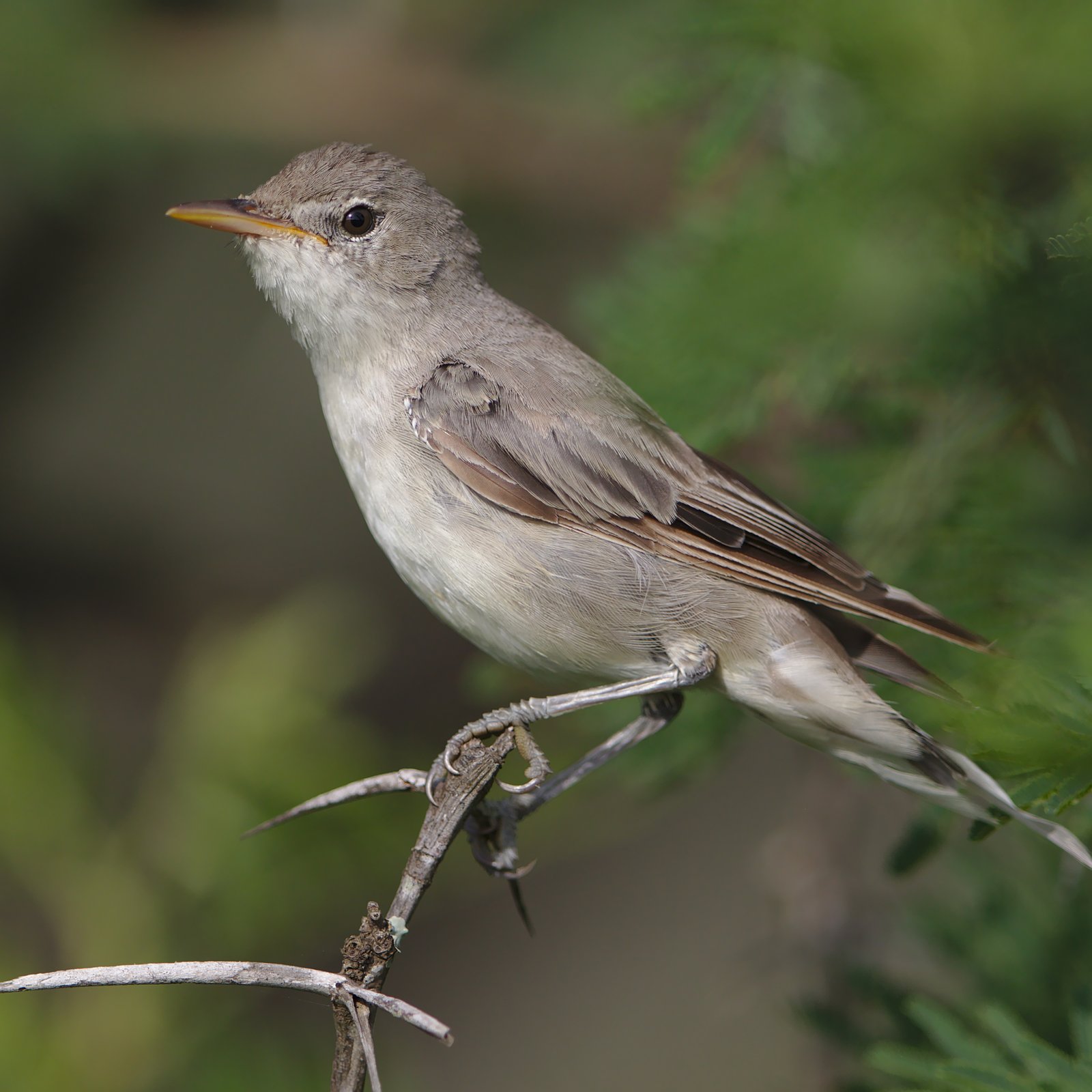 Griekse spotvogel (Hippolais olivetorum)
