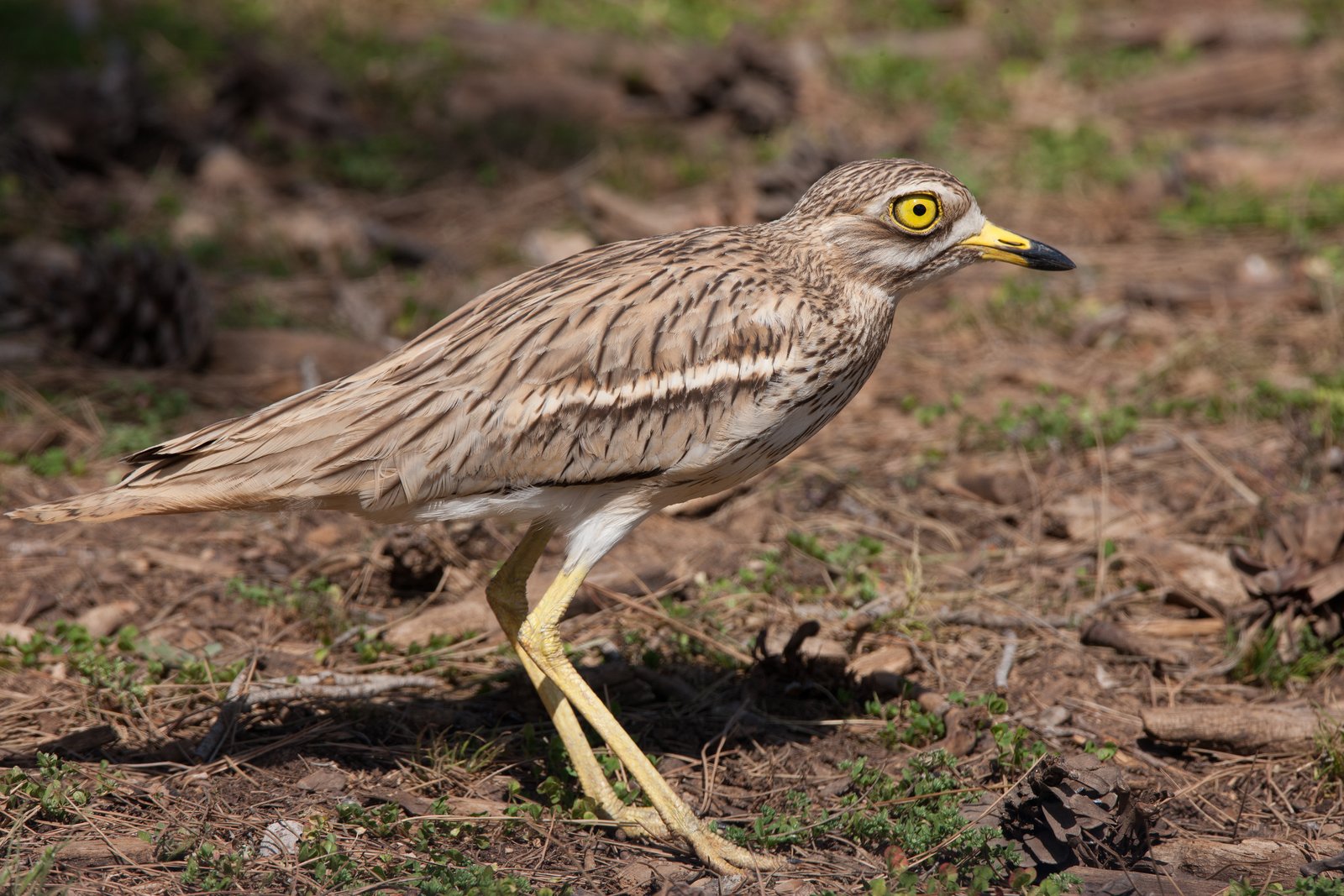 Griel (Burhinus oedicnemus)