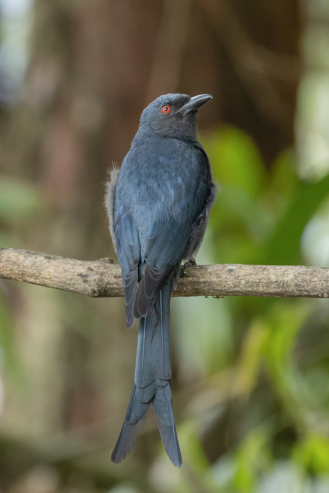 Grijze drongo (Dicrurus leucophaeus)